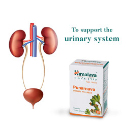 Punarnava (Boerhaavia diffusa) Himalaya | Unterstützt das Harnsystem